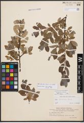 Salix bicolor Ehrh. ex Willd.